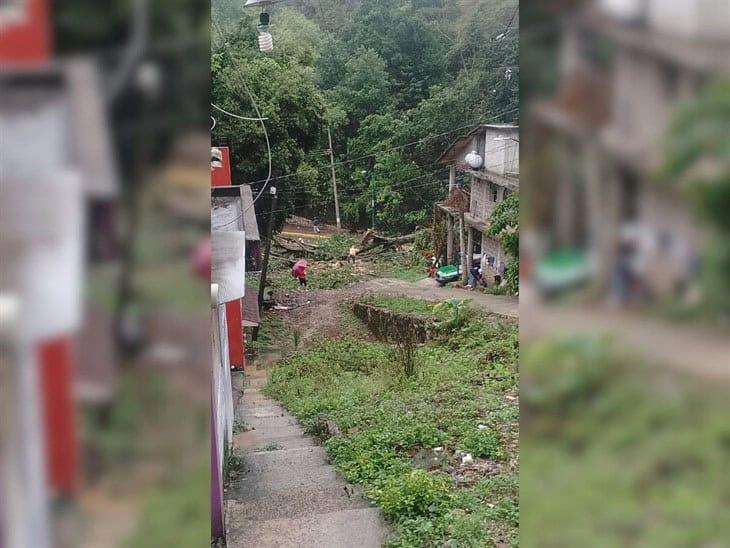 Lluvias ocasionan derribo de árboles en colonias de Xalapa