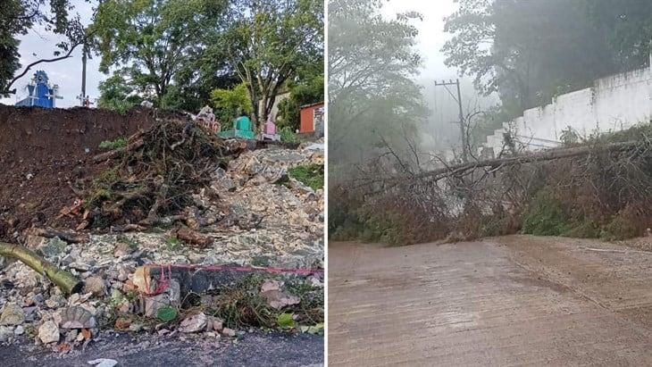 Caída de árbol, apagones y derrumbe de barda en Palo Verde; daños por lluvias en Xalapa  