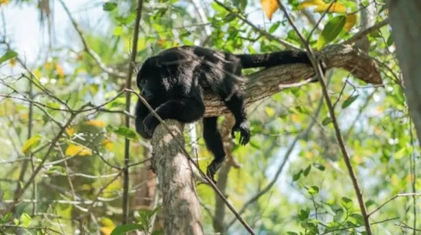 ¿Pararon las muertes de monos en Veracruz y el sureste de México con las lluvias?