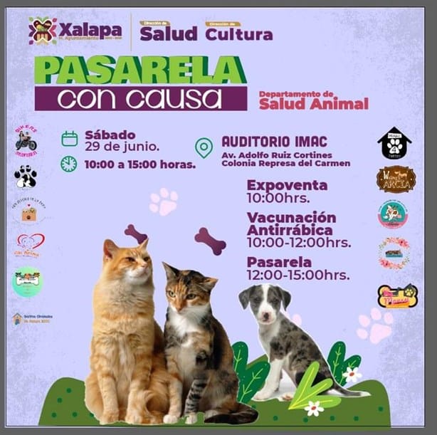 Preparan pasarela con causa en Xalapa: ¿Cuándo y dónde? ¡adopta un lomito! 