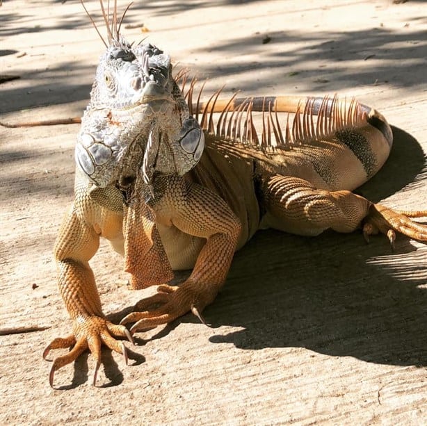 Santuario de la Iguana en Tuxpan: ¿Lo conoces? así puedes visitarlo 