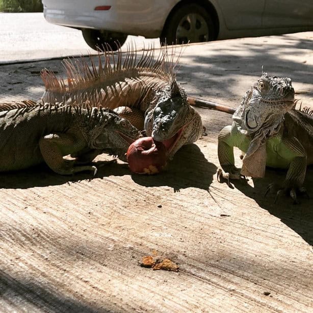 Santuario de la Iguana en Tuxpan: ¿Lo conoces? así puedes visitarlo 