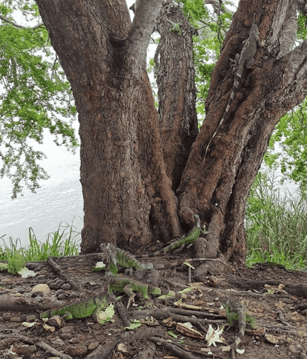 Santuario de la Iguana en Tuxpan: ¿Lo conoces? así puedes visitarlo 