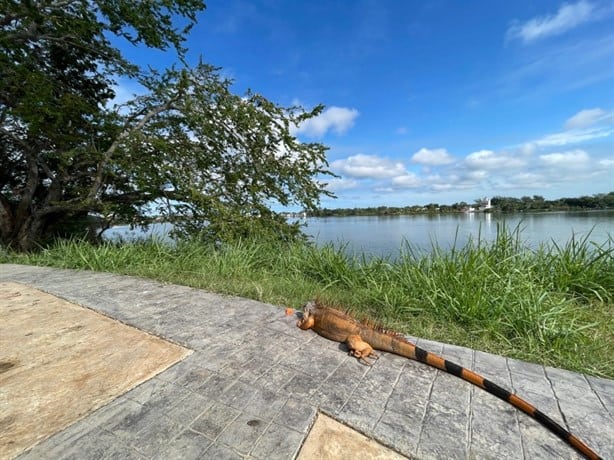 Santuario de la Iguana en Tuxpan: ¿Lo conoces? así puedes visitarlo 