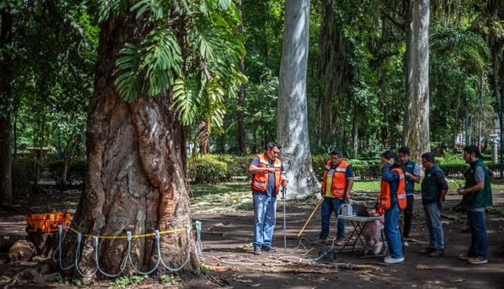 En Xalapa, aplicarán tecnología alemana para valorar árboles