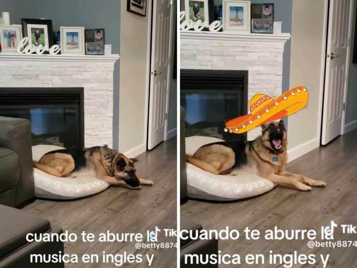 Perrito amante de la música mexicana se hace viral (+Video)