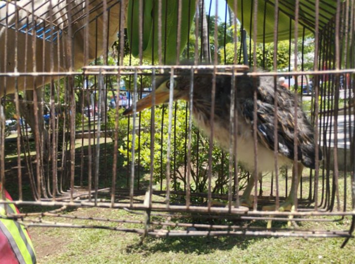 Rescatan cría de garza en parque central de Fortín; estuvo a punto de ser devorada