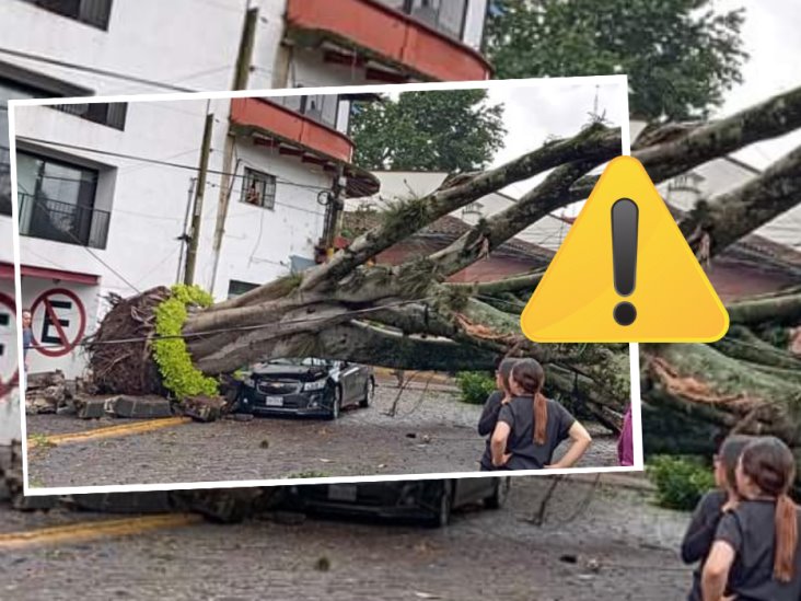 Se cayó árbol en Diego Leño sobre líneas derribando un poste