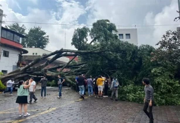 Se cayó árbol en Diego Leño sobre líneas derribando un poste