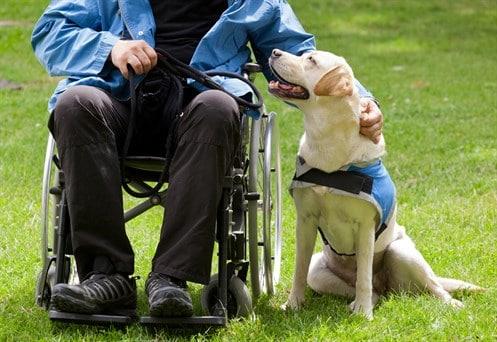 Perros de asistencia y de terapia