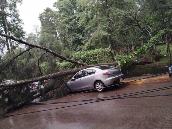 Cae árbol sobre dos autos en avenida Acueducto, de Xalapa