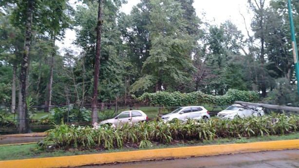 Cae árbol sobre dos autos en avenida Acueducto, de Xalapa