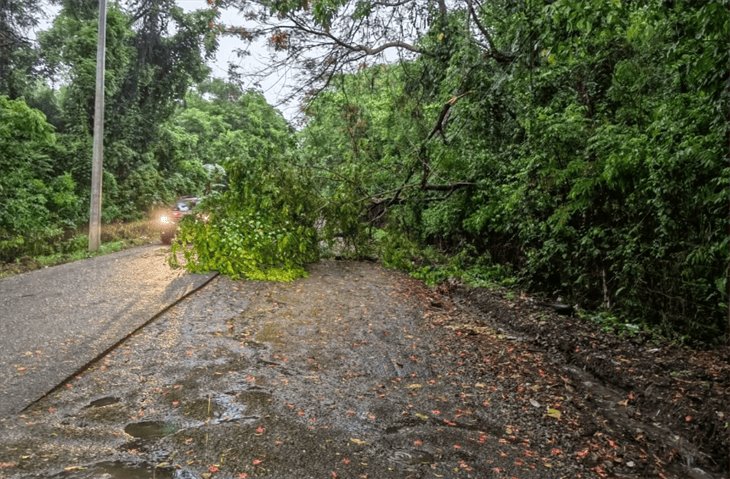 Cae árbol sobre la carretera Misantla-Martínez de la Torre