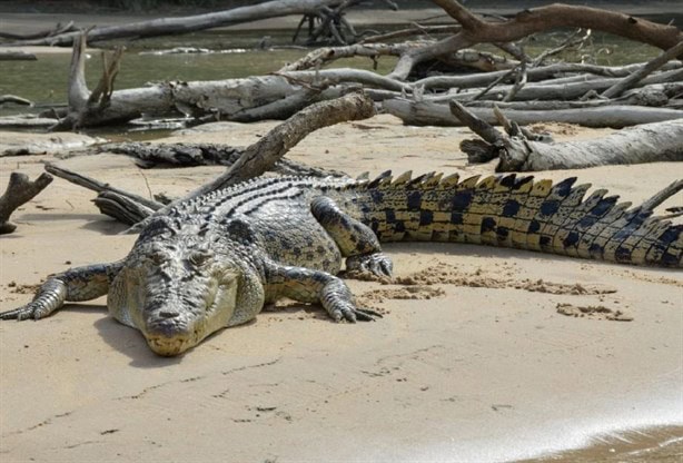 ¿También en Veracruz? Estas son las playas de México donde hay cocodrilos