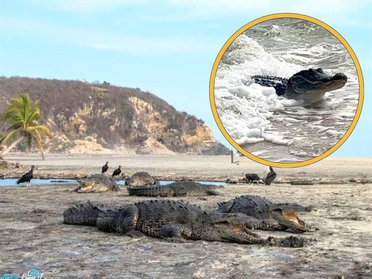 ¿También en Veracruz? Estas son las playas de México donde hay cocodrilos