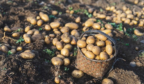 Uso de químicos en producción de papa provoca cáncer en niños en Perote