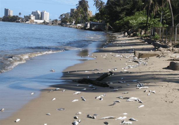 Cofepris alerta por playas contaminadas en Veracruz; no están certificadas ¡cuidado!