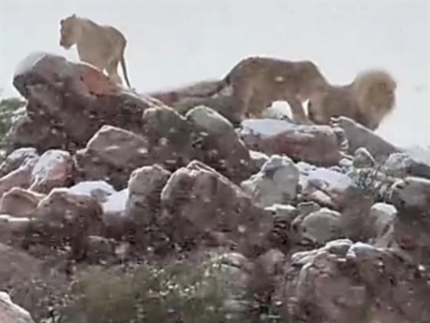 Así se vio la increíble caída de nieve en África (+VIDEO)