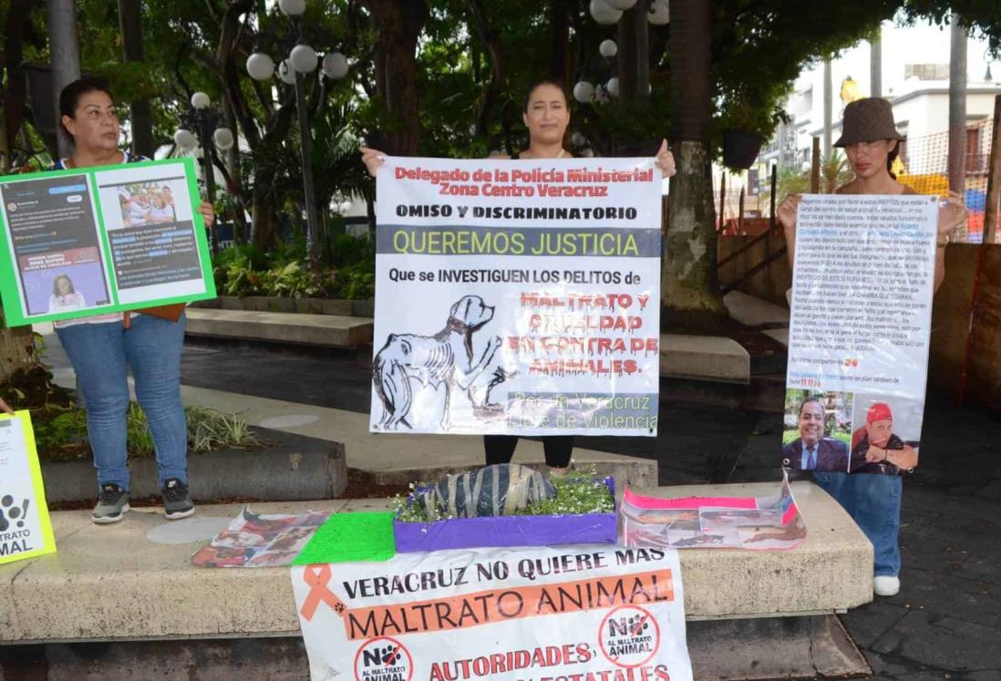 Denuncian maltrato animal; cachorro fue lanzado de una casa a la calle en colonia de Veracruz
