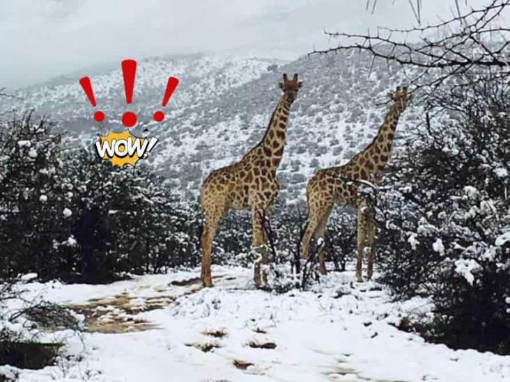 Así se vio la increíble caída de nieve en África (+VIDEO)