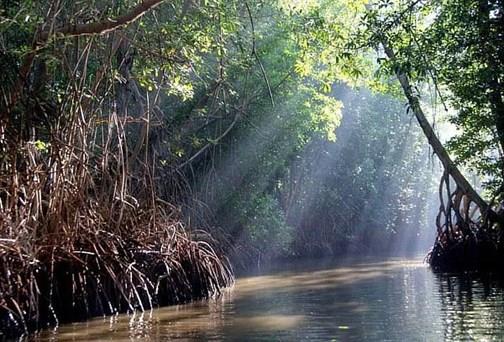 El manglar: una red de vida