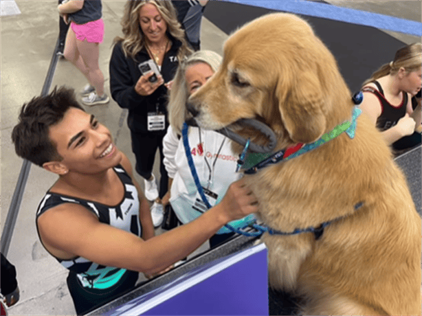 El es Beacon el golden retriever que da soporte emocional en Juegos Olímpicos en París 2024 