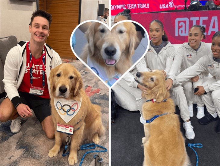 El es Beacon el golden retriever que da soporte emocional en Juegos Olímpicos en París 2024 