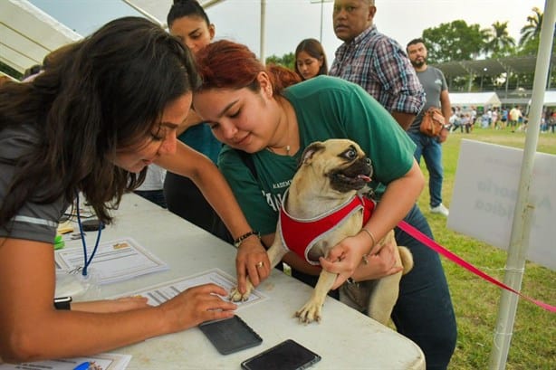 Realizarán en Poza Rica pasarela de animales rescatados