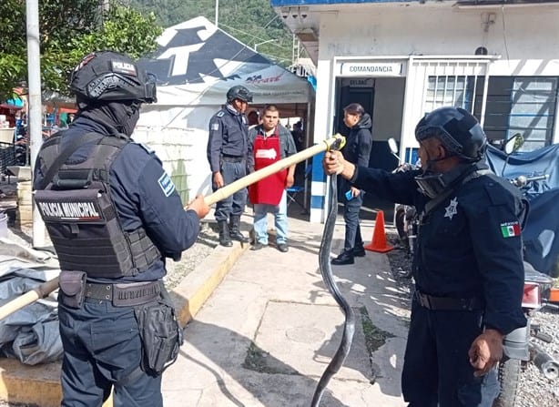 Rescatan serpiente ratonera dentro de un domicilio en Tlilapan