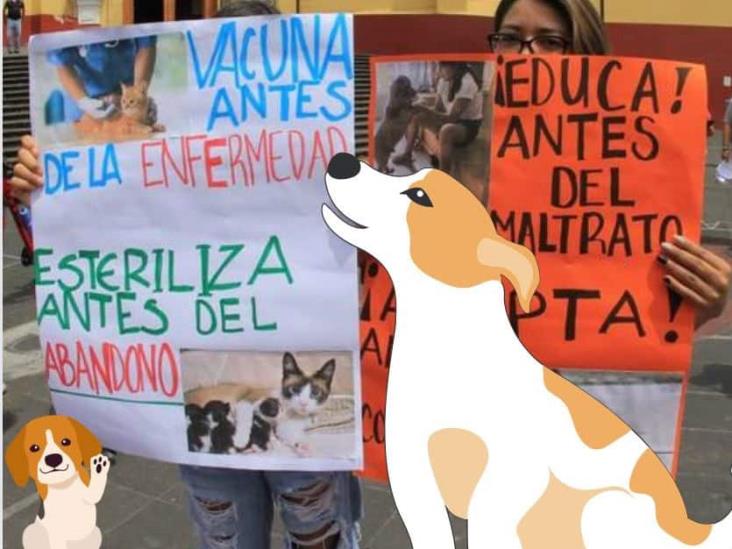 Ofrecen comederos y esterilización para apoyar labor de animalistas en Xalapa