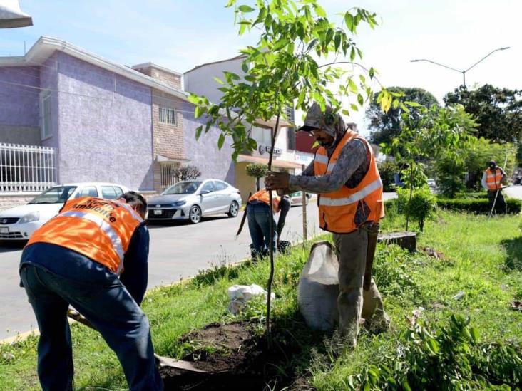 En Xalapa, siguen jornadas de mantenimiento de áreas verdes