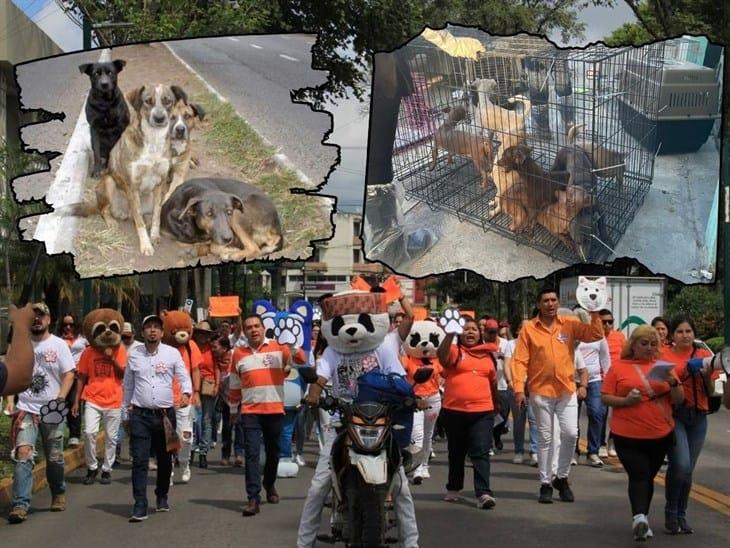 Orizaba y Río Blanco desafían la ley con matanzas de animales, deploran activistas en Xalapa