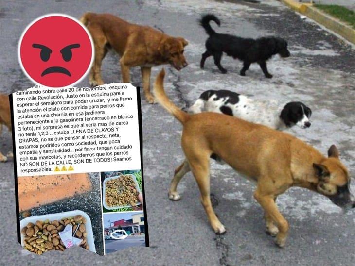 ¡No tienen... alma! Denuncian en Xalapa a quienes dejan comida dañina para perros