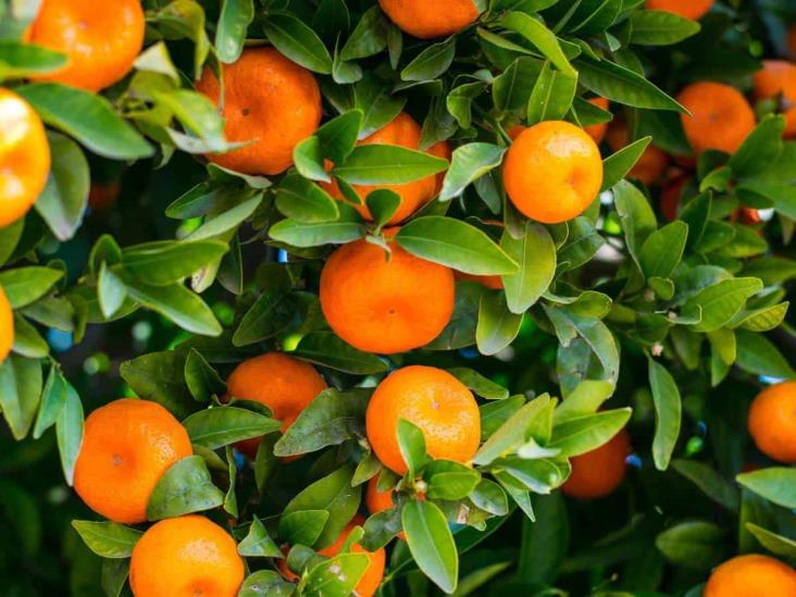 No solo en Misantla; producción de naranja cae en toda la región