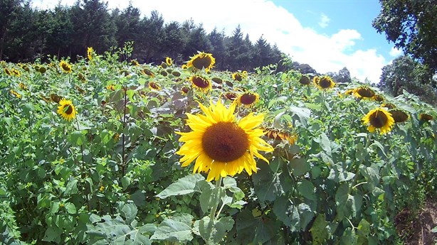 Sequía también afectó siembra de girasoles en Rafael Lucio