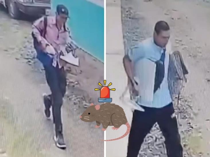 ¡Cuidado! Alertan por ratas de dos patas en colonias de Xalapa