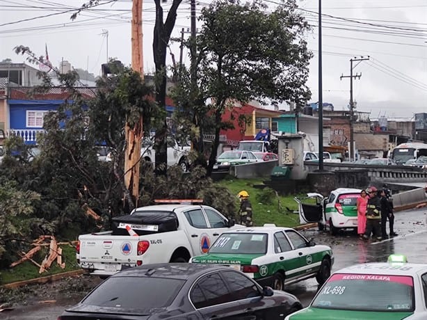 ¡Lo partió un rayo! Cae árbol en Xalapa y aplasta taxi en avenida Lázaro Cárdenas (+Video)