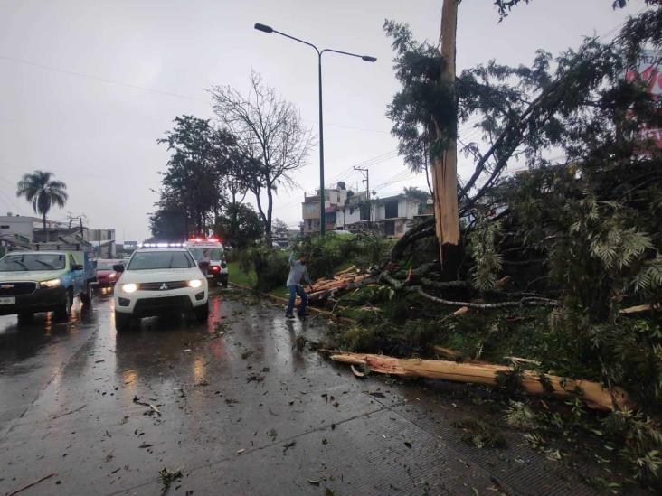 ¡Lo partió un rayo! Cae árbol en Xalapa y aplasta taxi en avenida Lázaro Cárdenas (+Video)