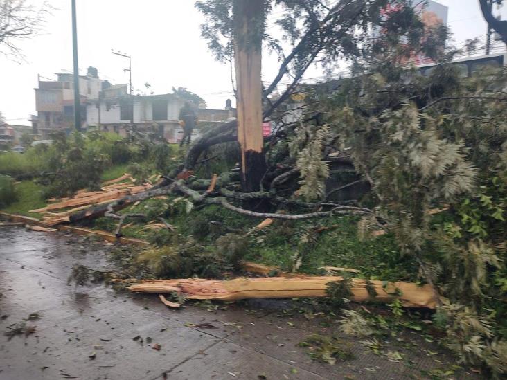 ¡Lo partió un rayo! Cae árbol en Xalapa y aplasta taxi en avenida Lázaro Cárdenas (+Video)