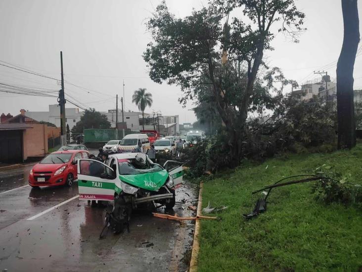 ¡Lo partió un rayo! Cae árbol en Xalapa y aplasta taxi en avenida Lázaro Cárdenas (+Video)