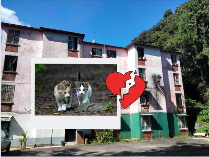 En estas zonas de Xalapa se reporta mayor abandono de gatos