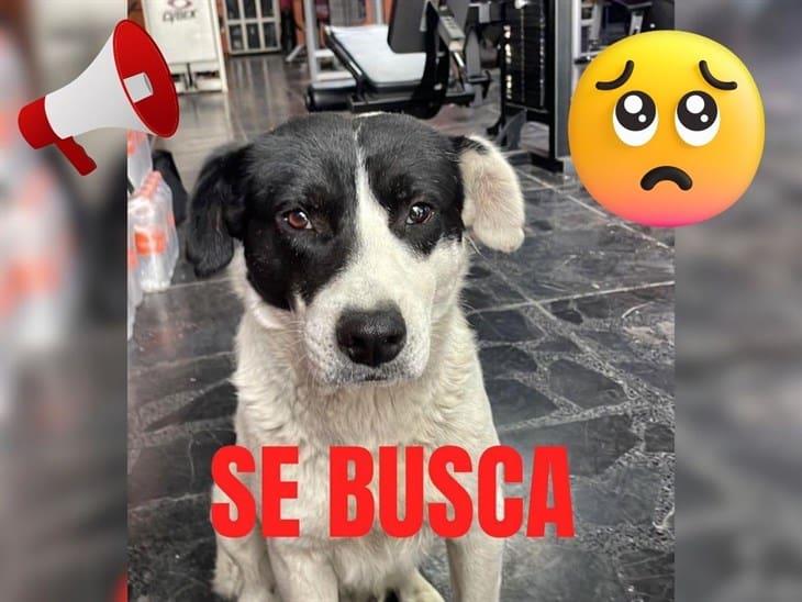 Buscan a Nando, perrito callejero querido por clientes del Zero Gym Xalapa