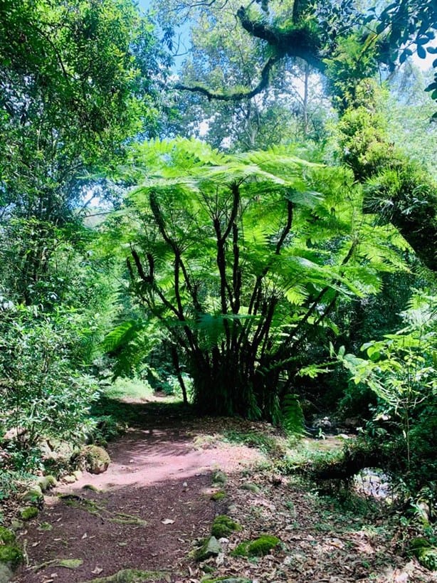 Los Maquiques: Un lugar de ensueño en medio del bosque de niebla cerca de Xalapa