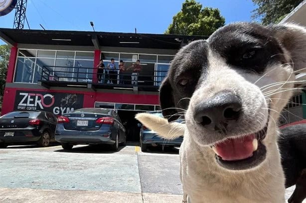 Buscan a Nando, perrito callejero querido por clientes del Zero Gym Xalapa