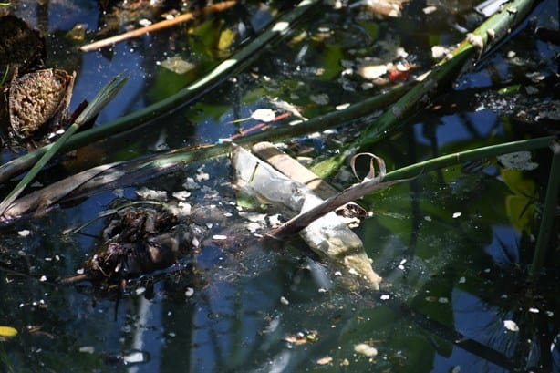 Lagos de Xalapa se convierten en cloaca; heces envenenan agua