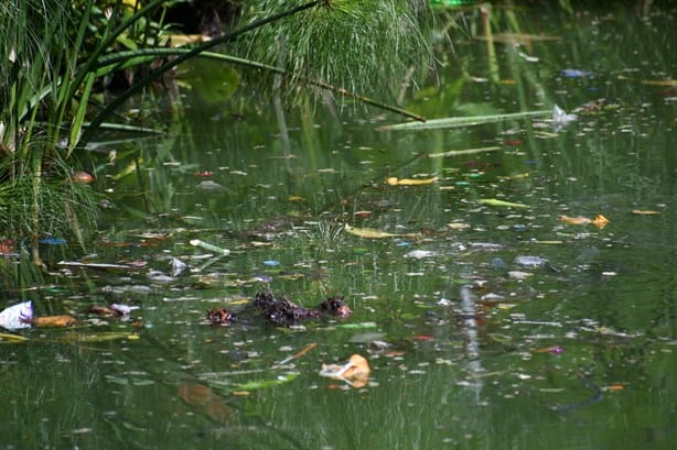 Lagos de Xalapa se convierten en cloaca; heces envenenan agua