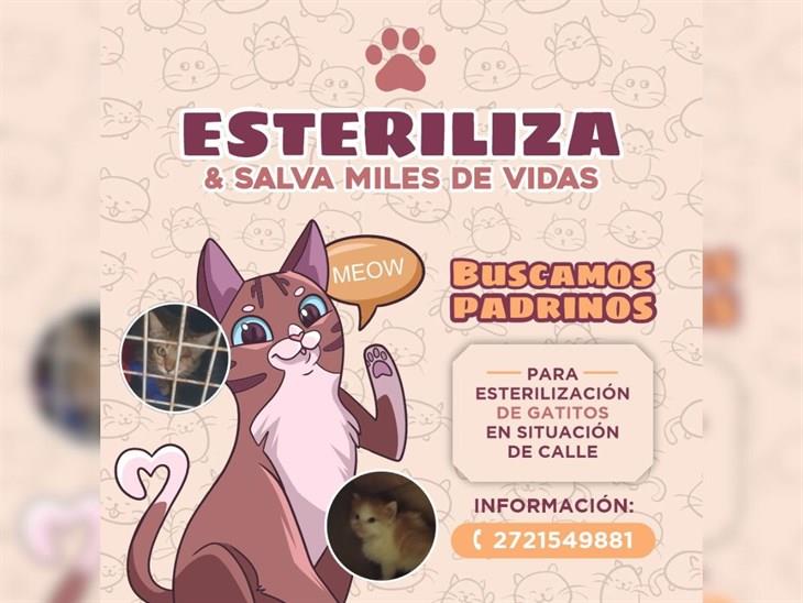 En Orizaba, invitan a adoptar y esterilizar gatitos en situación de calle