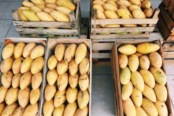 INIFAP Veracruz: Se logró una elevada producción de mango sin pérdidas económicas