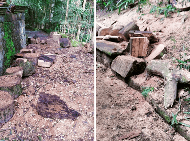 Sigue la tala de árboles en Xalapa; ¿ahora en el Parque de los Tecajetes?, esto sabemos