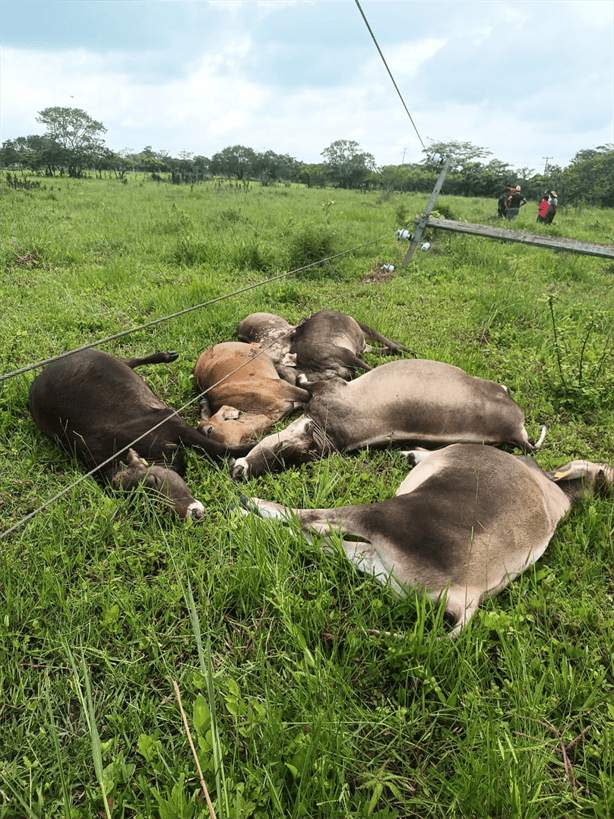 Mueren electrocutadas siete vacas en San Andrés Tuxtla por caída de poste de CFE